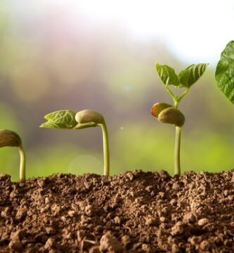 Abono orgánico ecológico: abono útil para el cultivo de cannabis